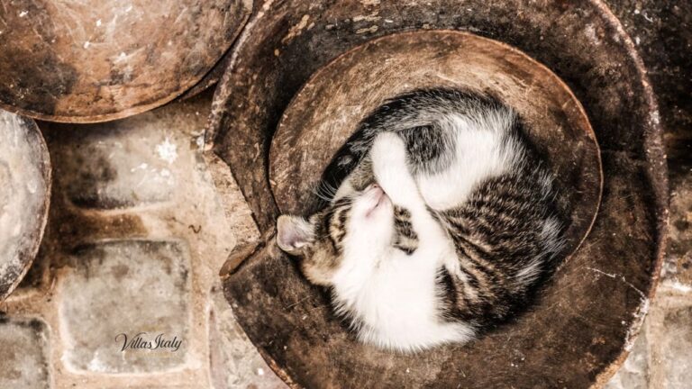 Outdoor Cat Tunnels Safe & Fun Adventures for Your Feline