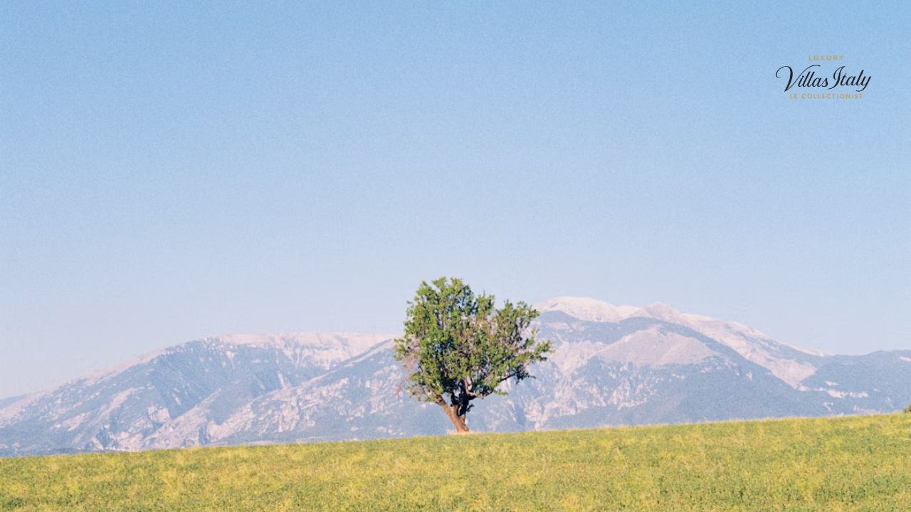 Top Landscape Uses for Trees, Shrubs & Climbers